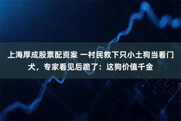 上海厚成股票配资案 一村民救下只小土狗当看门犬，专家看见后跪了：这狗价值千金