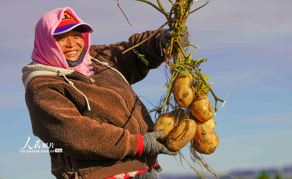 河北围场：马铃薯喜获丰收